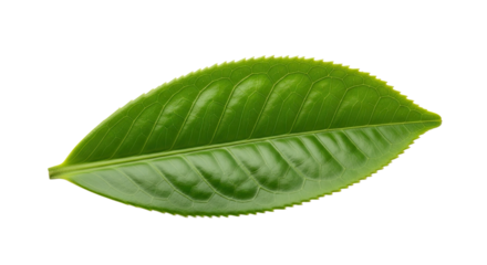 Single Green Tea Leaf Isolated on White Background 21.