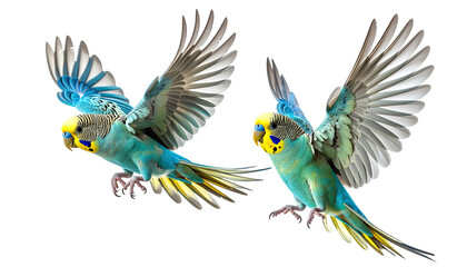 Two parakeets soaring with wings spread against black backdrop