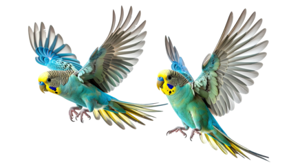 Two parakeets soaring with wings spread against black backdrop