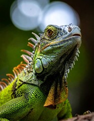 Obraz premium Close-up of a vibrant green reptile with textured skin, scales, and a distinctive head crest, showcasing detailed features. The background is blurred with bokeh