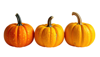 Trio of small pumpkins, orange and yellow, against black background