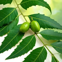 Two unripe fruits on a branch with vibrant green leaves against a blurred background