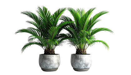 Two green cycas palms in gray pots against a black backdrop