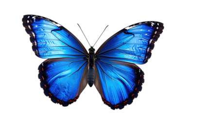 Brilliant, captivating blue butterfly open, isolated on black