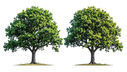 Two full trees, green foliage, against a black background