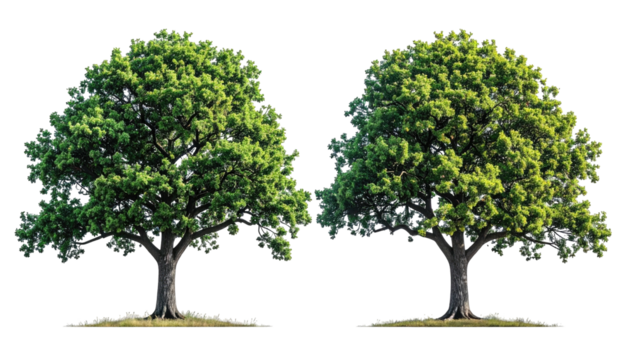 Two full trees, green foliage, against a black background