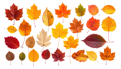 Variety of autumn foliage with warm hues against a black background