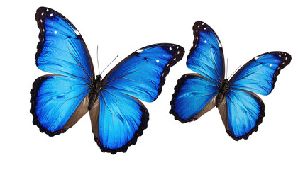 Two vibrant blue butterflies with spotted wings, isolated