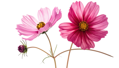 Two pink cosmos flowers and a bud stand against black