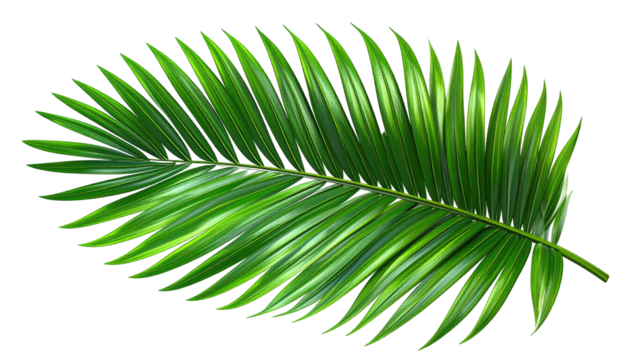 Single bright green palm frond, arching, on stark black