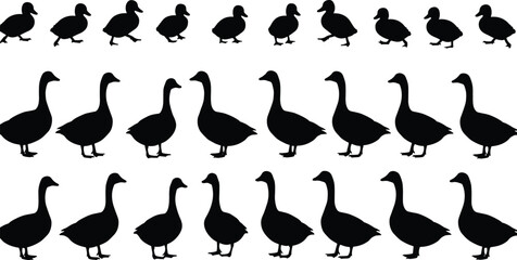 Large set of goose and duck silhouette vector illustrations in various standing and walking poses, perfect for wildlife and farm design
