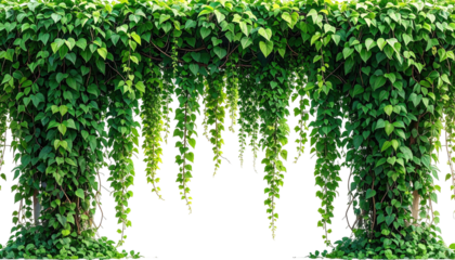 Dense greenery cascades, forming a natural, overgrown curtain