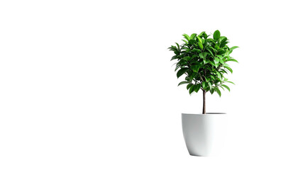 Plant in white pot on a dark background