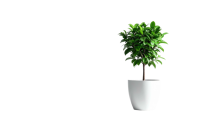 Plant in white pot on a dark background