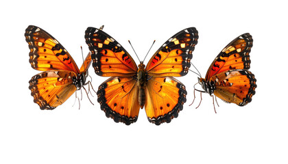 Three orange-winged butterflies against a dark, solid background