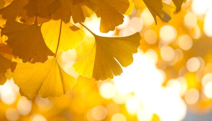Close-up of vibrant, fan-shaped golden leaves illuminated by sunlight, creating a warm, autumnal atmosphere. Blurred background