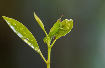 Small green grasshopper on a young tree. Close-up photo