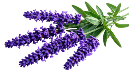 Sprigs of purple lavender blooms against a stark black backdrop