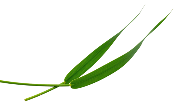 Two green grass blades intersect over a solid black backdrop