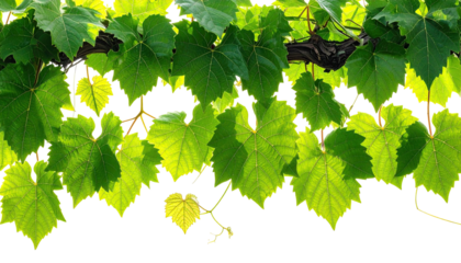 Sunlight shines on green grape leaves hanging from a dark vine