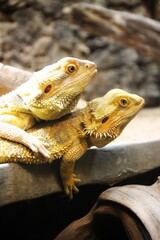 bearded dragon lizard