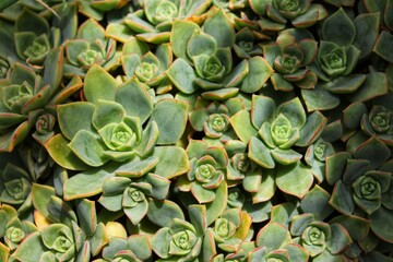 green cactus background