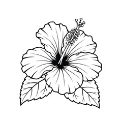 Detailed line drawing of a hibiscus flower with leaves, presented in black and white for a classic botanical illustration
