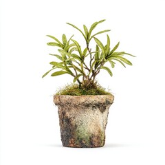 Obraz premium Small Green Plant in Rustic Terracotta Pot on White Background