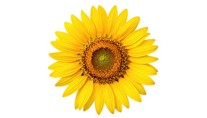 Fototapeta premium Radiant sunflower blossom displays vibrant yellow petals