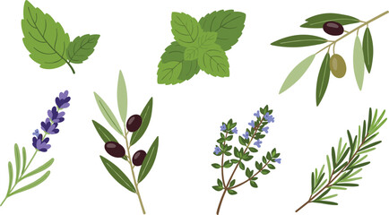 Herbs and plants, basil, mint, olive branch, lavender, thyme, rosemary, botanical illustration, culinary herbs, flat vector illustration © PORI 