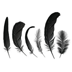 Collection of six black feathers of various sizes and textures, showcasing delicate details and natural beauty