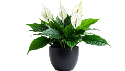 Potted peace lilies display graceful white blossoms and rich leaves