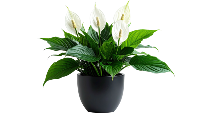 Potted peace lilies display graceful white blossoms and rich leaves