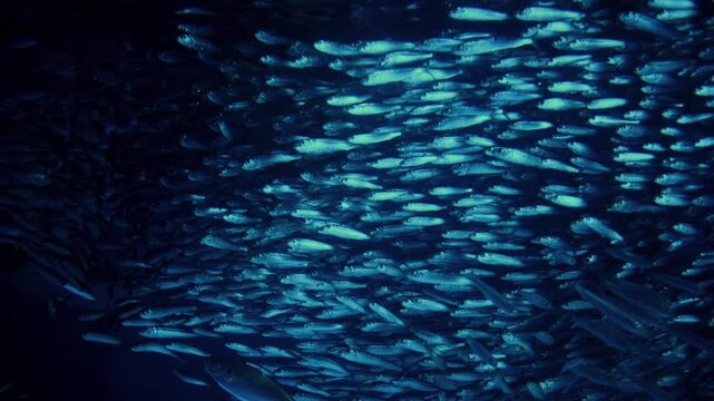 A mesmerizing school of sardines swims in unison, showcasing instinctual defense and survival strategies that enhance protection, feeding, and reproduction in the open ocean.