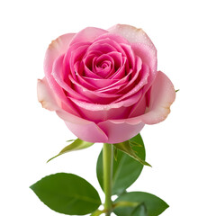 Elegant pink rose blossom with dew drops design
