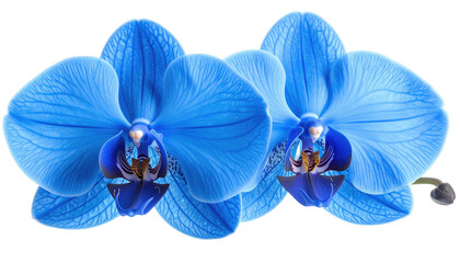 Two vibrant blue orchid blossoms in full bloom