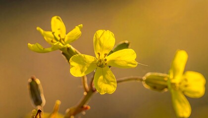 Close-up of vibrant, yellow wildflowers. The soft focus background highlights the delicate petals. The sun gently illuminates the blooms