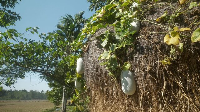 Wax gourd or winter melons growing in a green farm