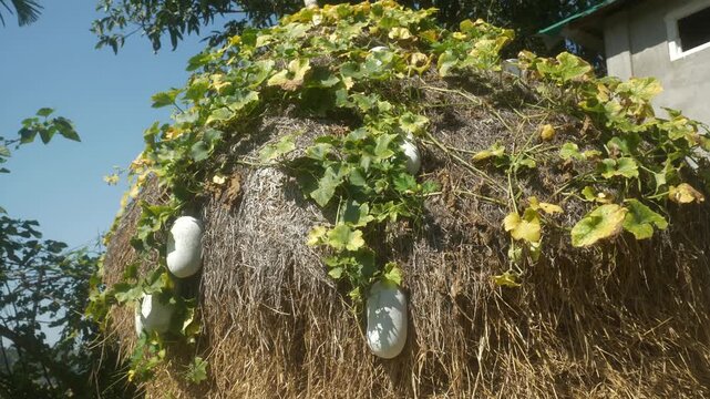 Wax gourd or winter melons growing in a green farm