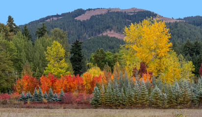 2025 10 16 Amazing Fall Colors off Oregon Highway 35