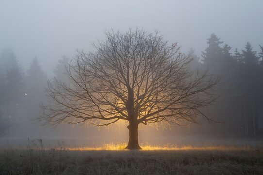 Solitary bare tree illuminated with warm golden light from below creating a magical glow in a misty forest at dawn - Powered by Adobe