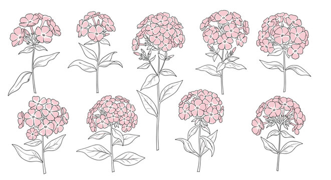 Set of delicate hand-drawn pink phlox flower illustrations with watercolor accents, perfect for botanical themes.