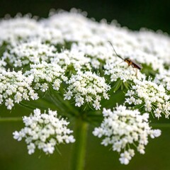 Fototapeta premium Close-up shot of delicate white flower blossoms with a small insect on top, captured in natural outdoor light