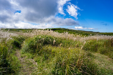 阿蘇のすすきの迷路の風景