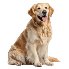 Obraz premium Joyful golden retriever sitting attentively, ready for adventure and companionship