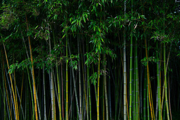 The scenery of lush, verdant bamboo forests