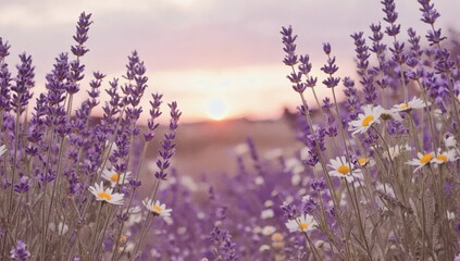 Obraz premium Lavender Sunrise with Daisies