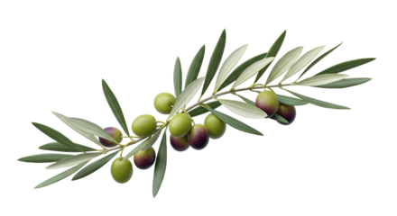 A branch with green and ripening olives and leaves.