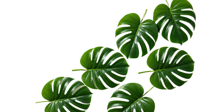 Artificial Monstera Leaves Arrangement on White Background.