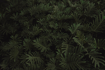 Mixed leaves, green leaves, abstract texture, tropical leaves, natural dark green background. PHOTO	